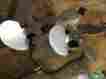 71635572 Fasco Industries Lot Of 2 Used Fan Motors 230 Volts Type U-63 Both With Blades