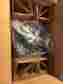 Sa55gydrg-3680 Emerson New Oil Burner Motor Model Rpm 3450